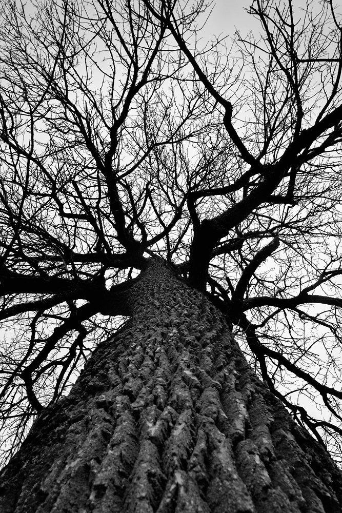 Giant Cottonwood Tree in Winter, a black and white photograph by Keith Dotson.