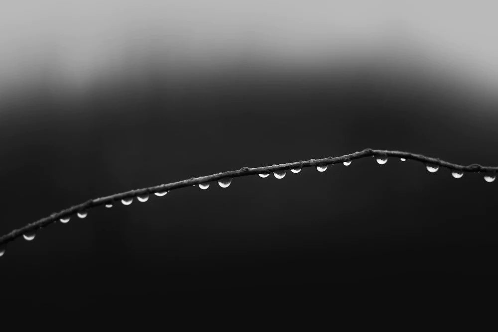 Row of Raindrops, a black and white photograph by Keith Dotson. Click to buy a fine art print.