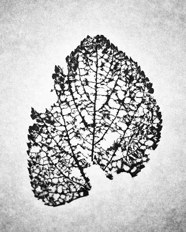 Leaf Skeleton black and white photograph by Keith Dotson. Buy a fine art print here.