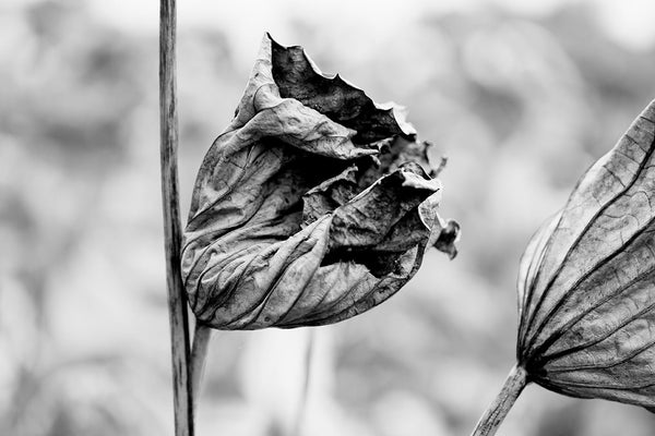 Two lotus plants in a pond in autumn, by Keith Dotson. Click to buy a photograph.