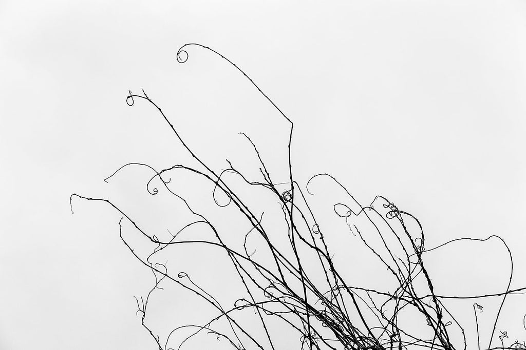 Vines Reaching Toward the White Sky: Black and White Landscape Photograph by Keith Dotson. Click to buy a fine art print.