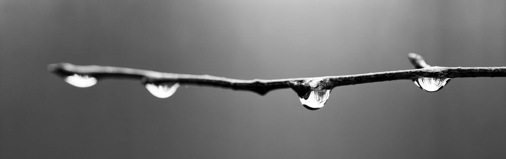 Four Raindrops On A Branch A0024061a