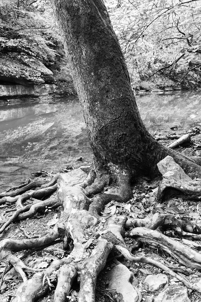 Roots and Rocks at Creekside: Black and white photograph by Keith Dotson. Click to buy a fine art print.