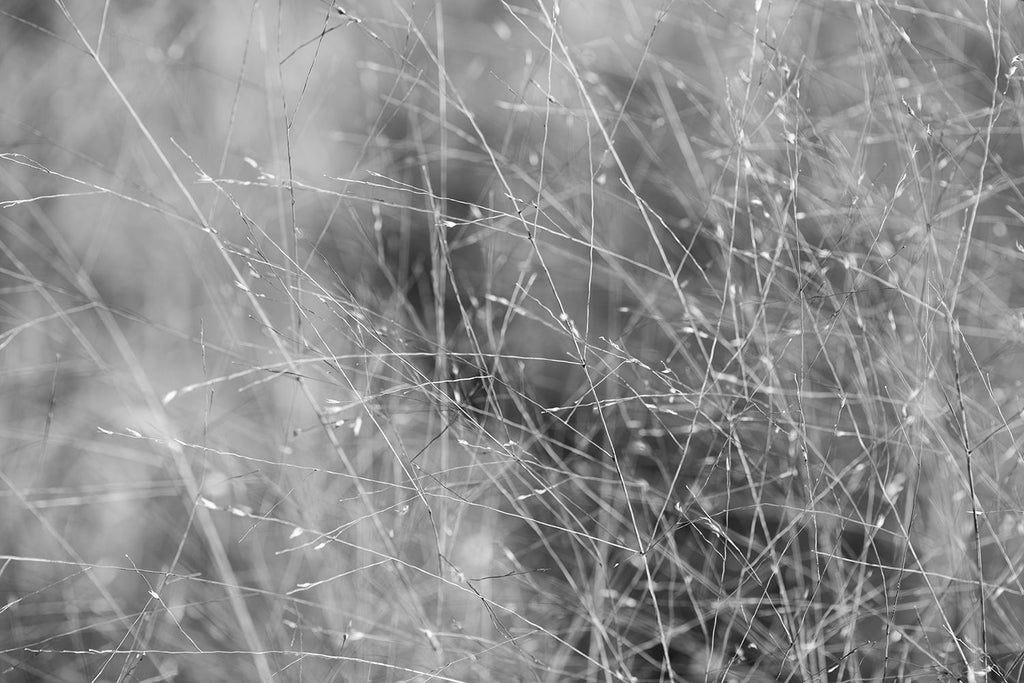 Surreal Dreamy Ethereal Black and White Infrared Garden Landscape