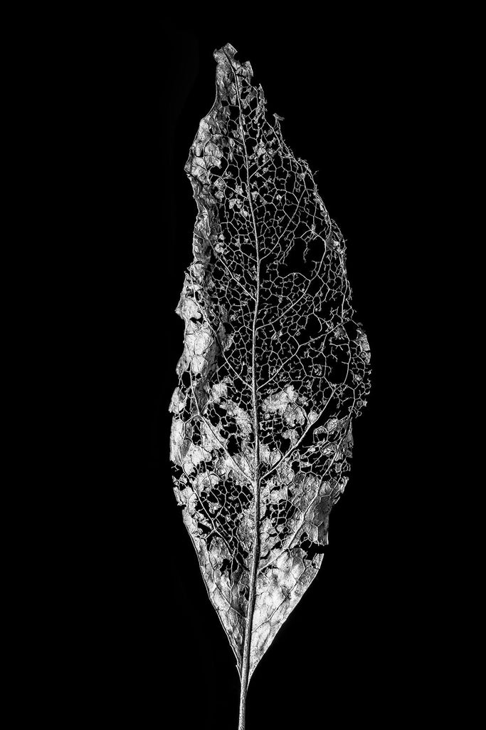 Leaf Skeleton: Black and White Photograph by Keith Dotson. Buy a print.