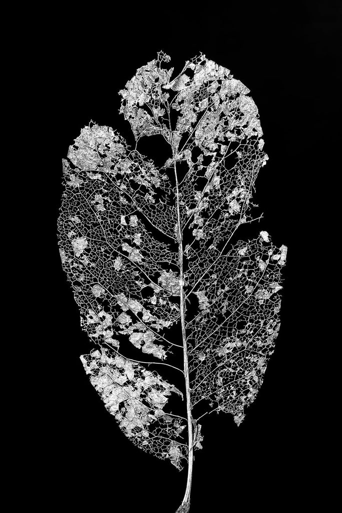 Lacy Leaf Skeleton: Black and White Photograph by Keith Dotson. Click to buy a fine art print.