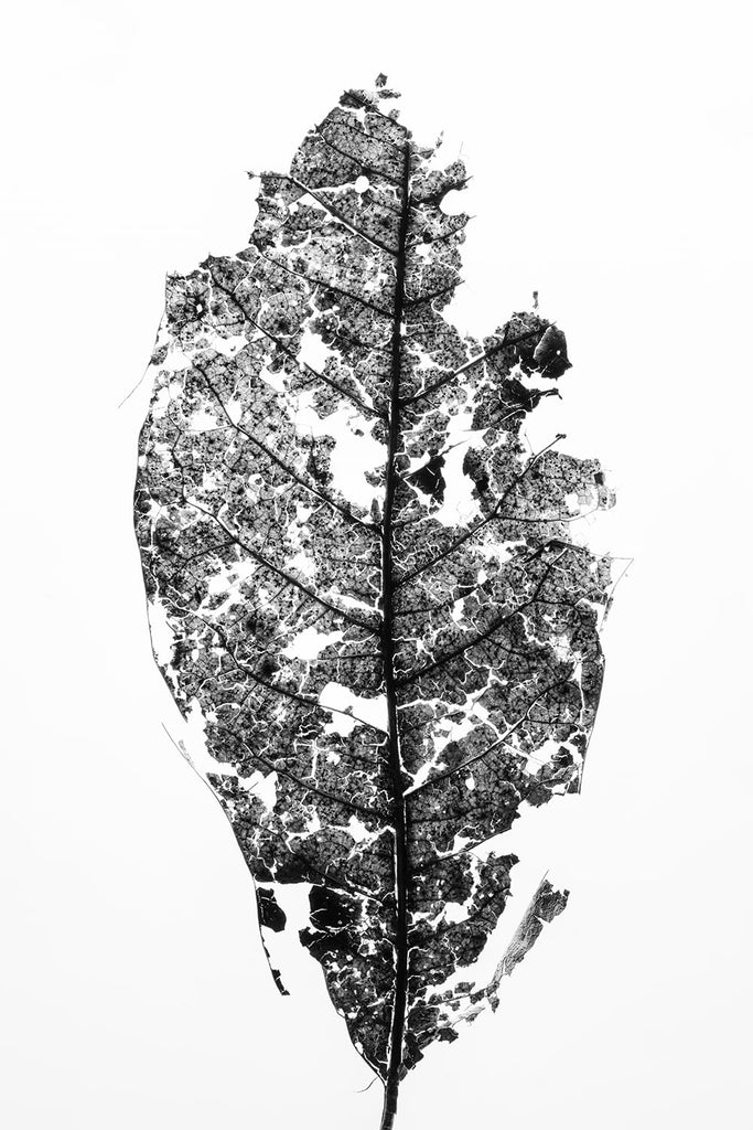 Fragmented Leaf: Black and White Photograph by Keith Dotson. Buy a fine art print here.