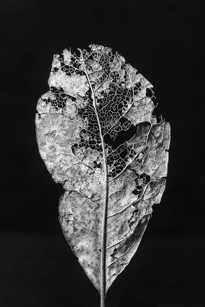 Black and white photograph of a textured decaying leaf by Keith Dotson. Click to buy a fine art print.