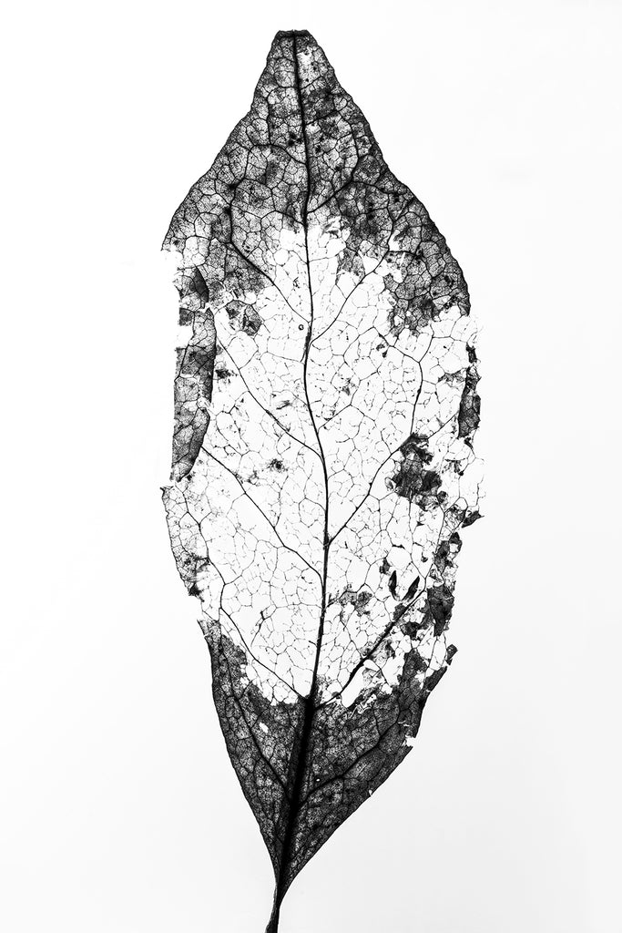 Illuminated Leaf Skeleton, black and white photograph by Keith Dotson. Click to buy a fine art print.