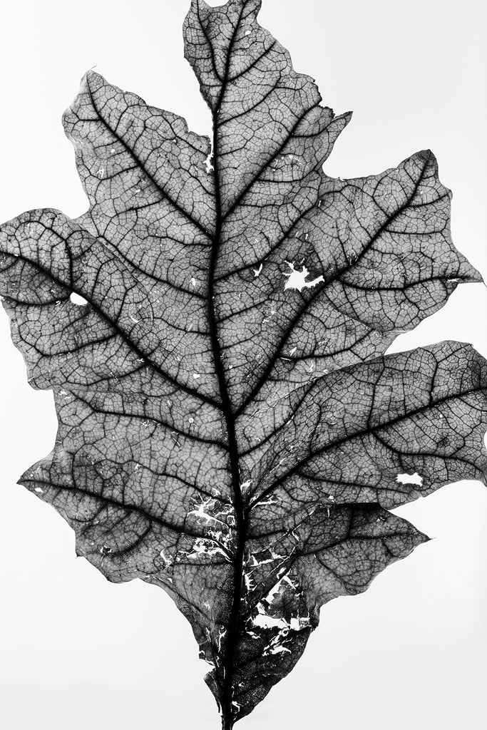 Black and white photograph of a fallen leaf detail shot against an illuminated white background.
