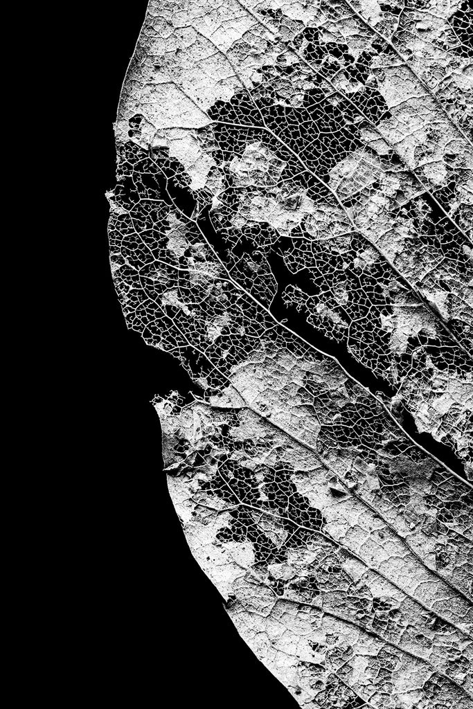 Leaf Skeleton - Black and White Photograph by Keith Dotson. Click to buy a fine art print.