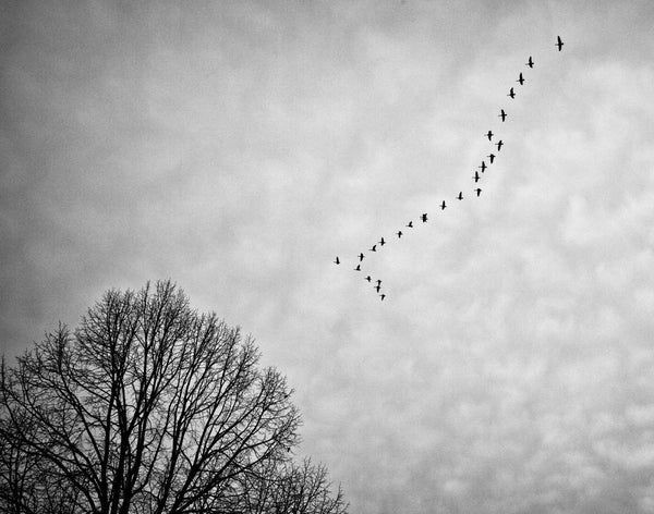 Flying South, a black and white photograph of migrating geese by Keith Dotson, as seen on Grey's Anatomy