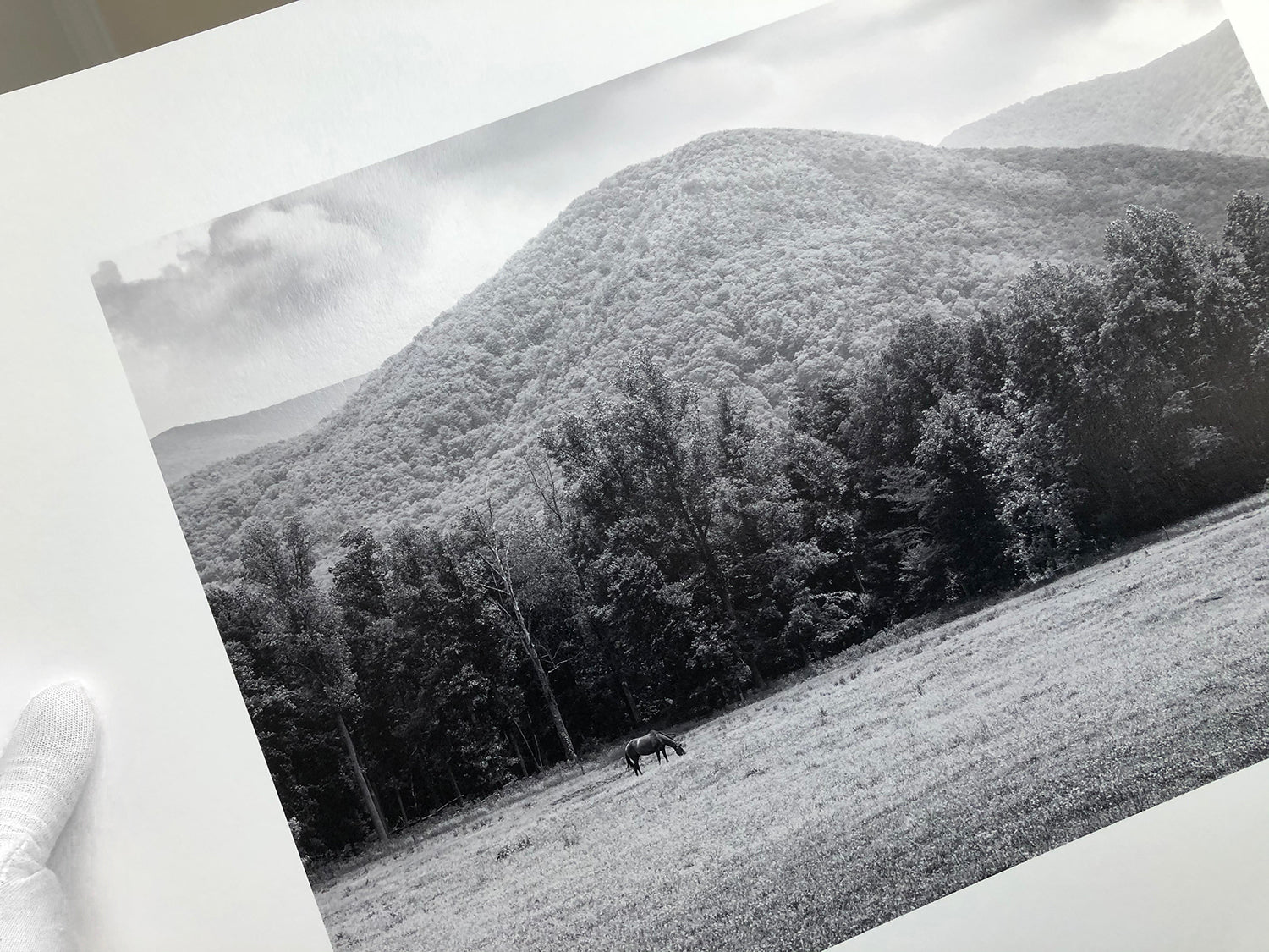 Black and white photograph of a horse grazing in the Smoky Mountains, printed on museum-quality baryta surface fine art paper.