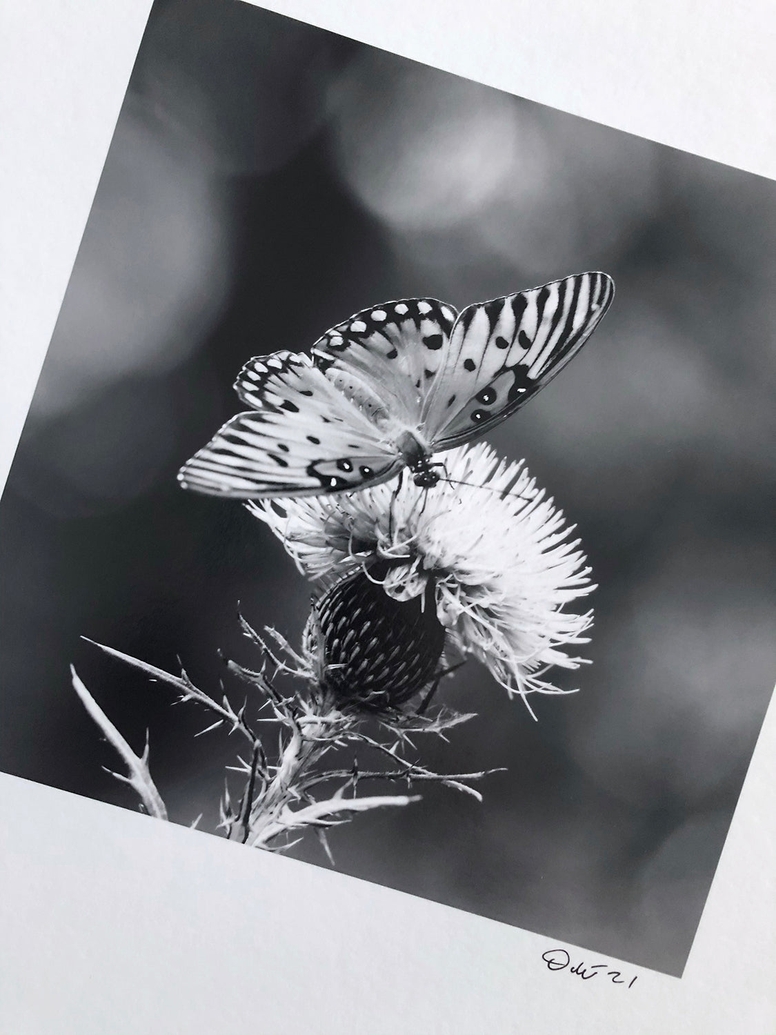 Black and white photograph of a Gulf Fritillary butterfly on a purple thistle. At 8 x 8-inches, this was the smallest print in the project.