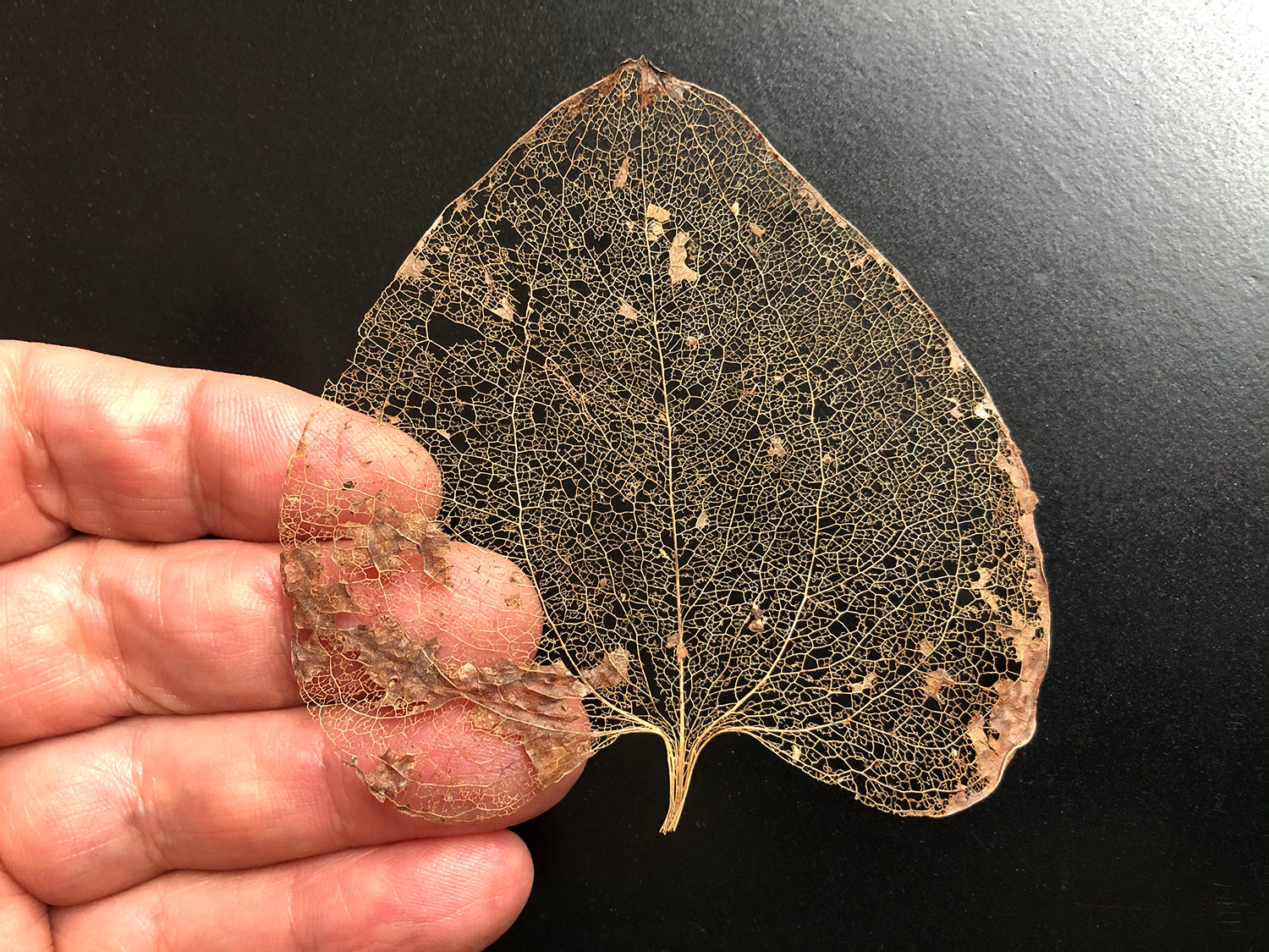 Keith Dotson holding a leaf skeleton