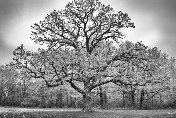 Bicentennial Bur Oak, black and white landscape photograph by Keith Dotson. Buy a fine art print.