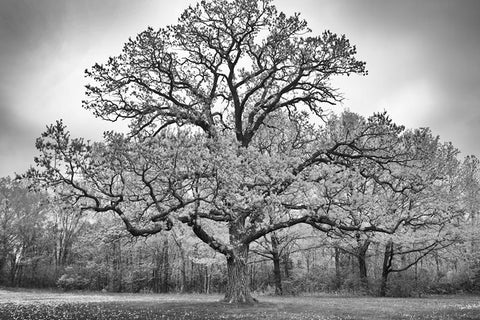 Giant Bur Oak, a black and white landscape photograph by Keith Dotson.