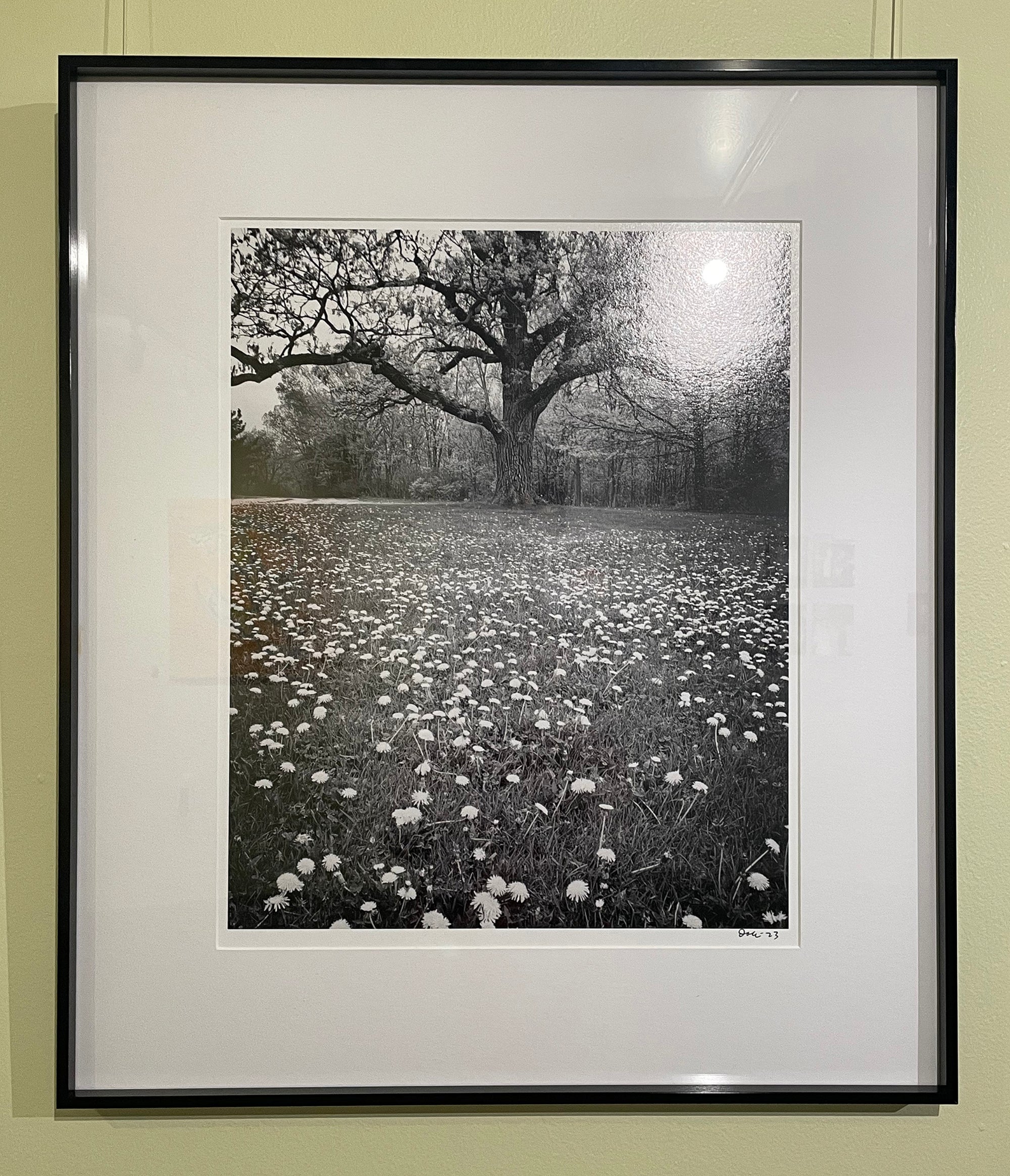 Bicentennial Bur Oak in a Field of Dandelions, 16 x 20-inch photograph by Keith Dotson, seen on exhibition at Longue Vue House and Gardens in New Orleans