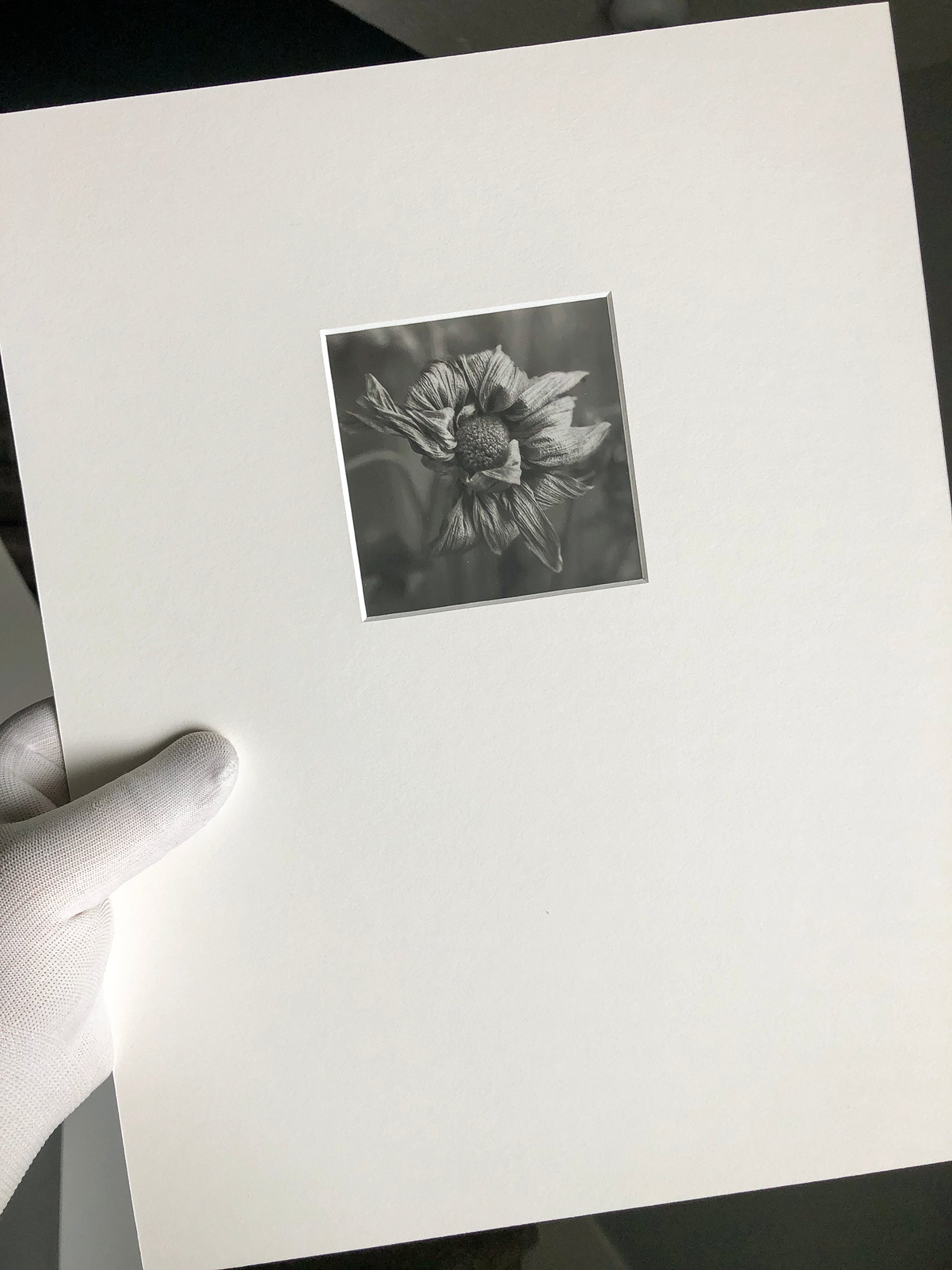 This still life photograph of a dead flower is printed on Ilford warm tone gelatin silver paper at 3.5 inches square. It's mounted and matted with an ivory overmat, and signed in pencil on the back of the mount.