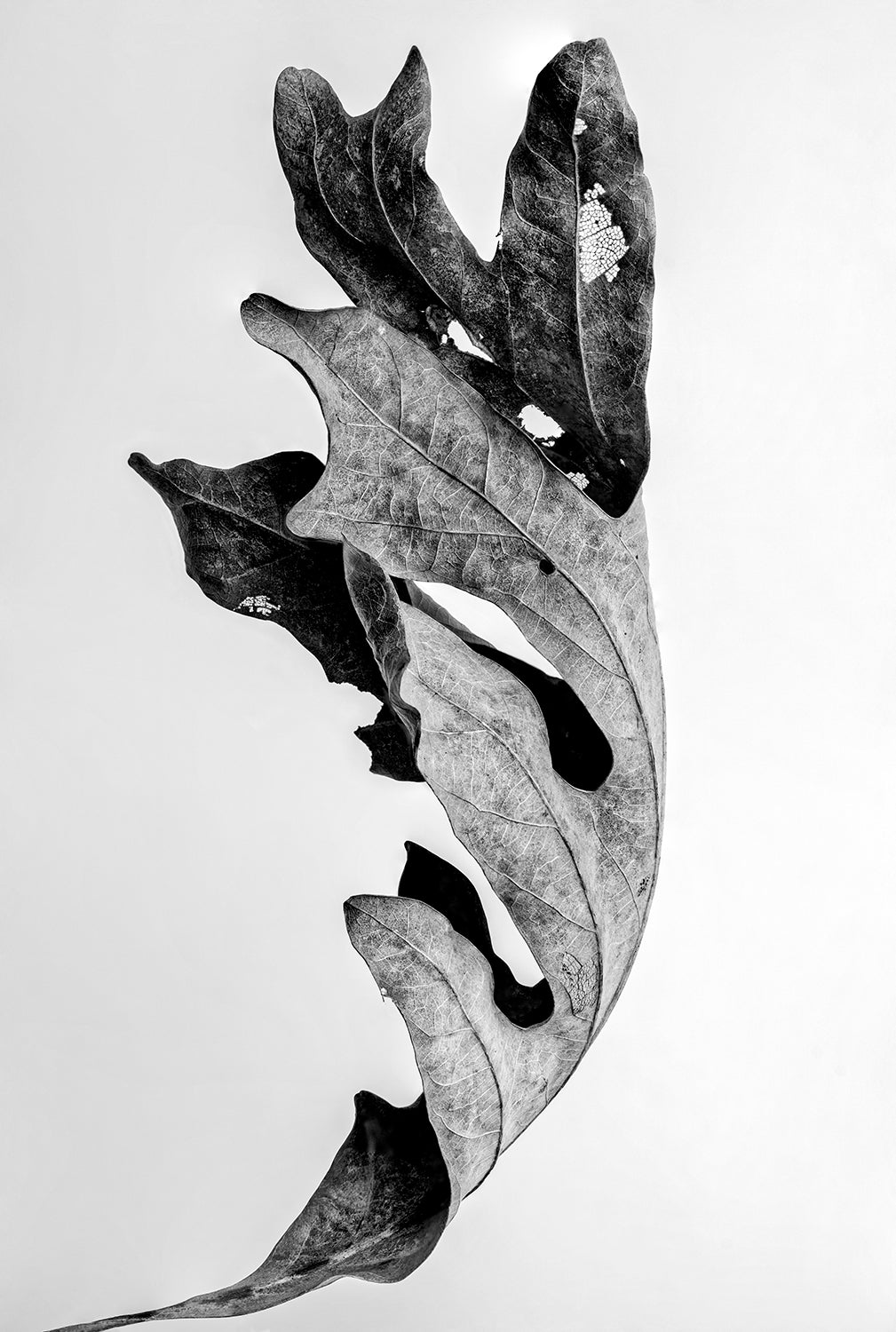 Curled Autumn Leaf - Black and White Photograph by Keith Dotson. Buy a fine art photograph.