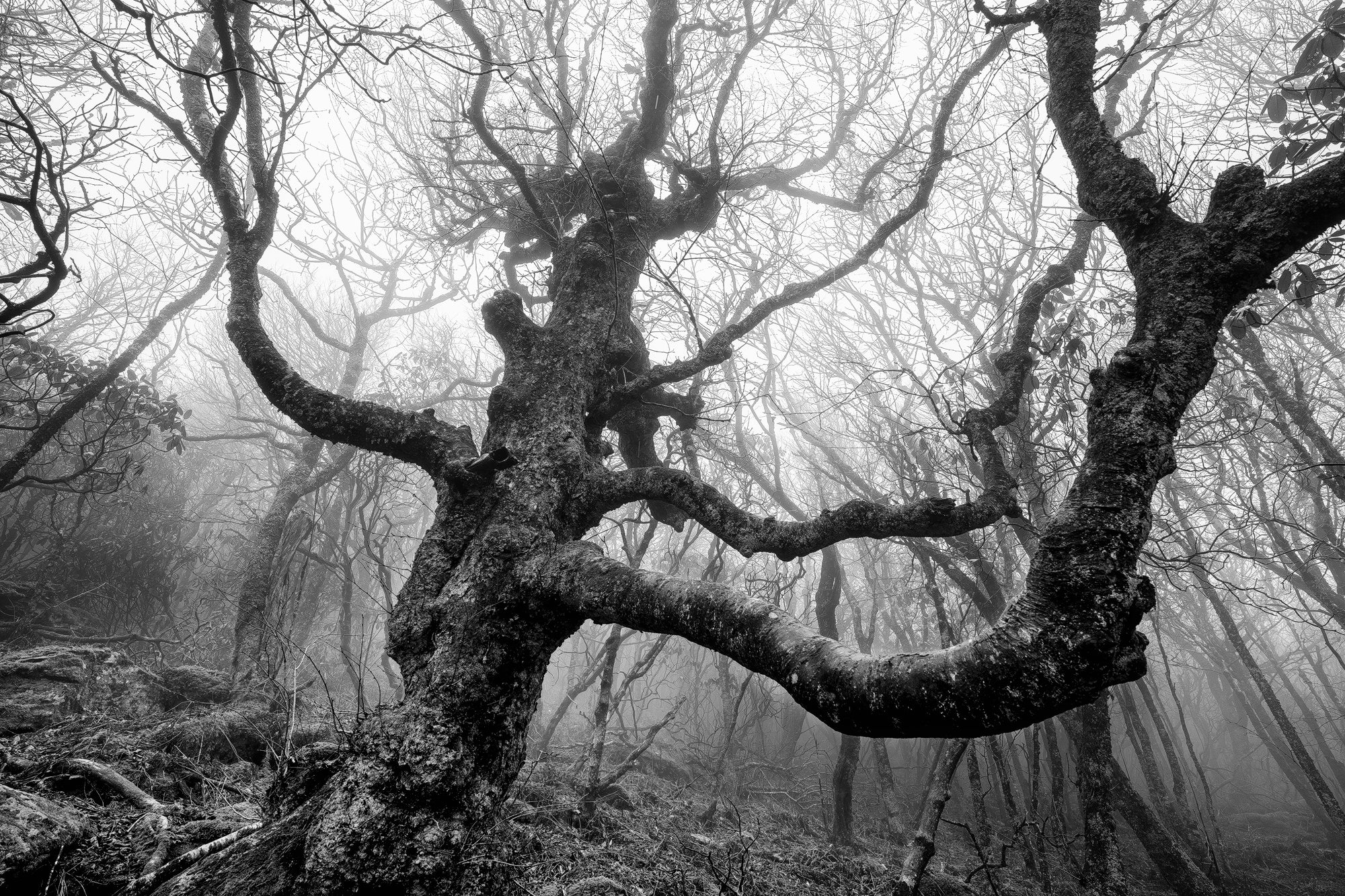 Gnarly Old Tree in the Fog - Black and white landscape photograph by Keith Dotson. Click to buy a fine art print.