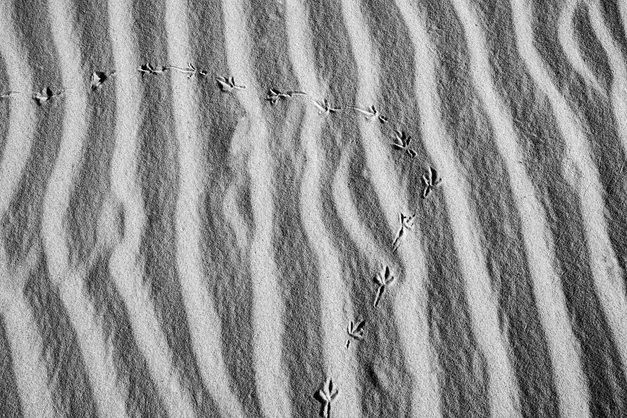 Tiny Bird Tracks Across Ripples of Sand: Black and White Landscape Photograph by Keith Dotson. Click to buy a signed print.