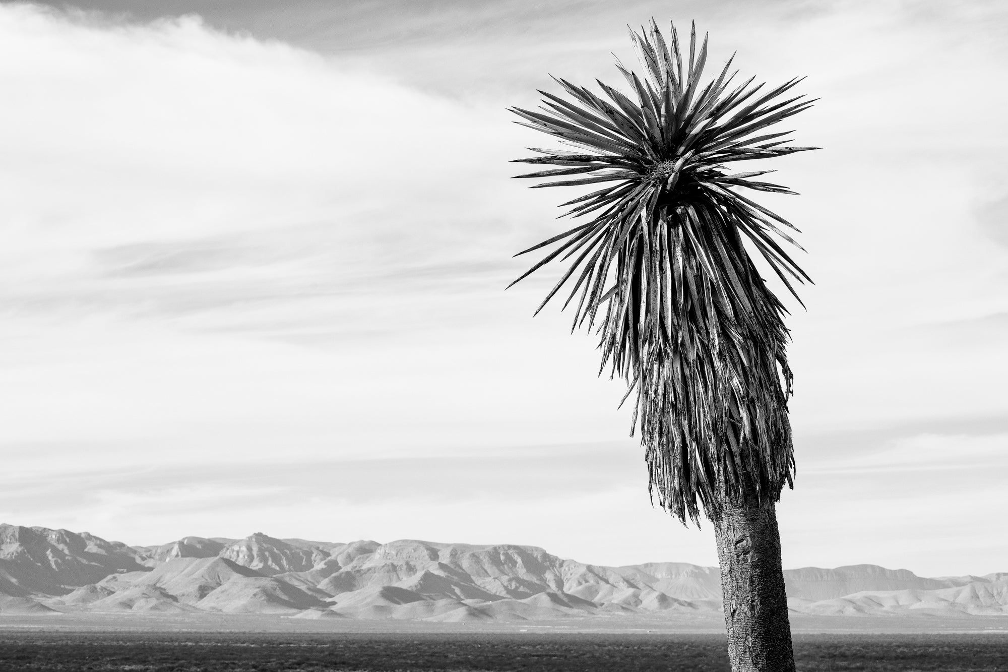 Tall Desert Yucca with Mountains on the Horizon: Black and White Landscape Photograph by Keith Dotson. Click to buy a fine art print.