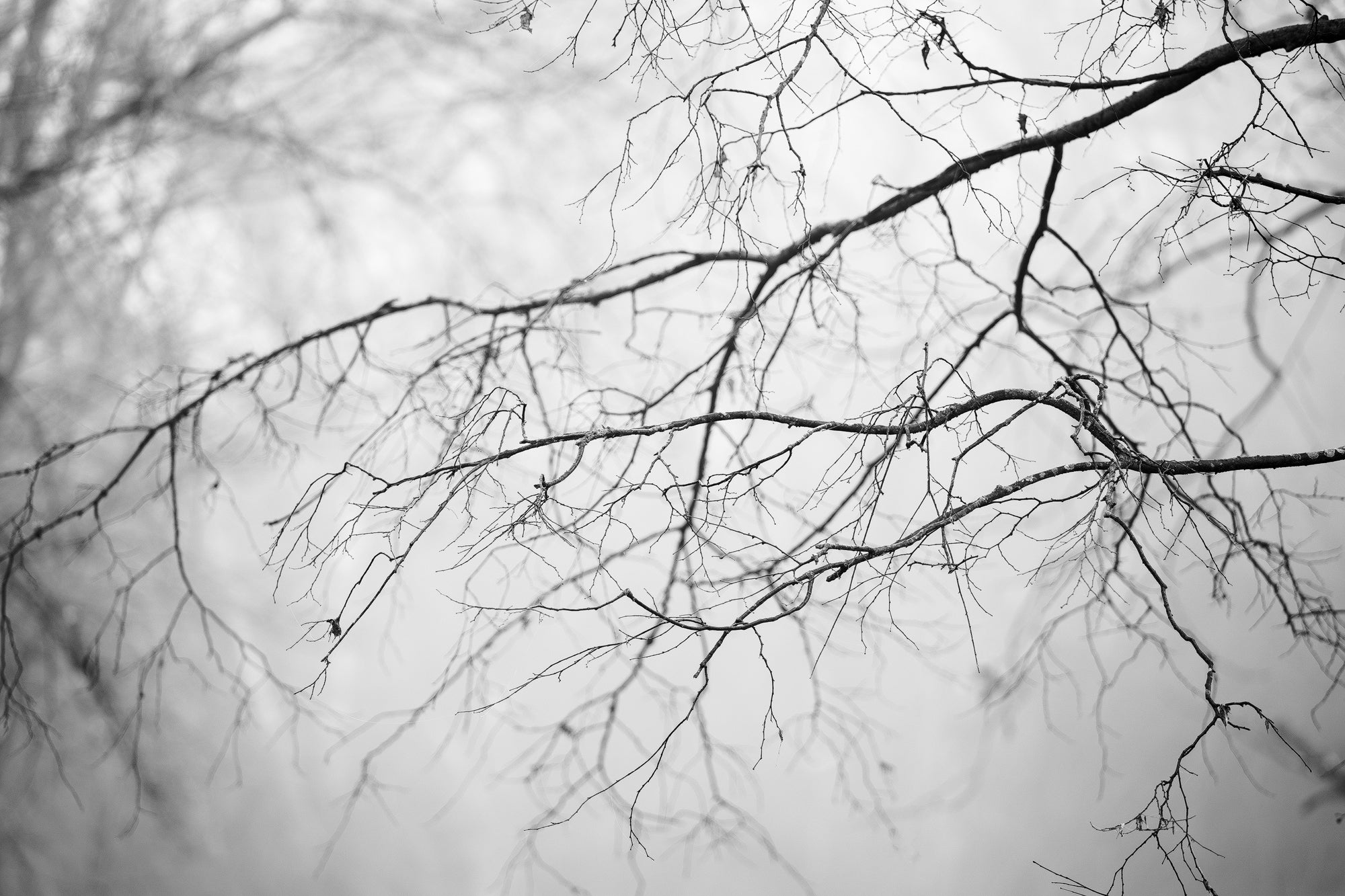 Winter Branches - Black and White Landscape Photograph by Keith Dotson. Click to buy a fine art print.
