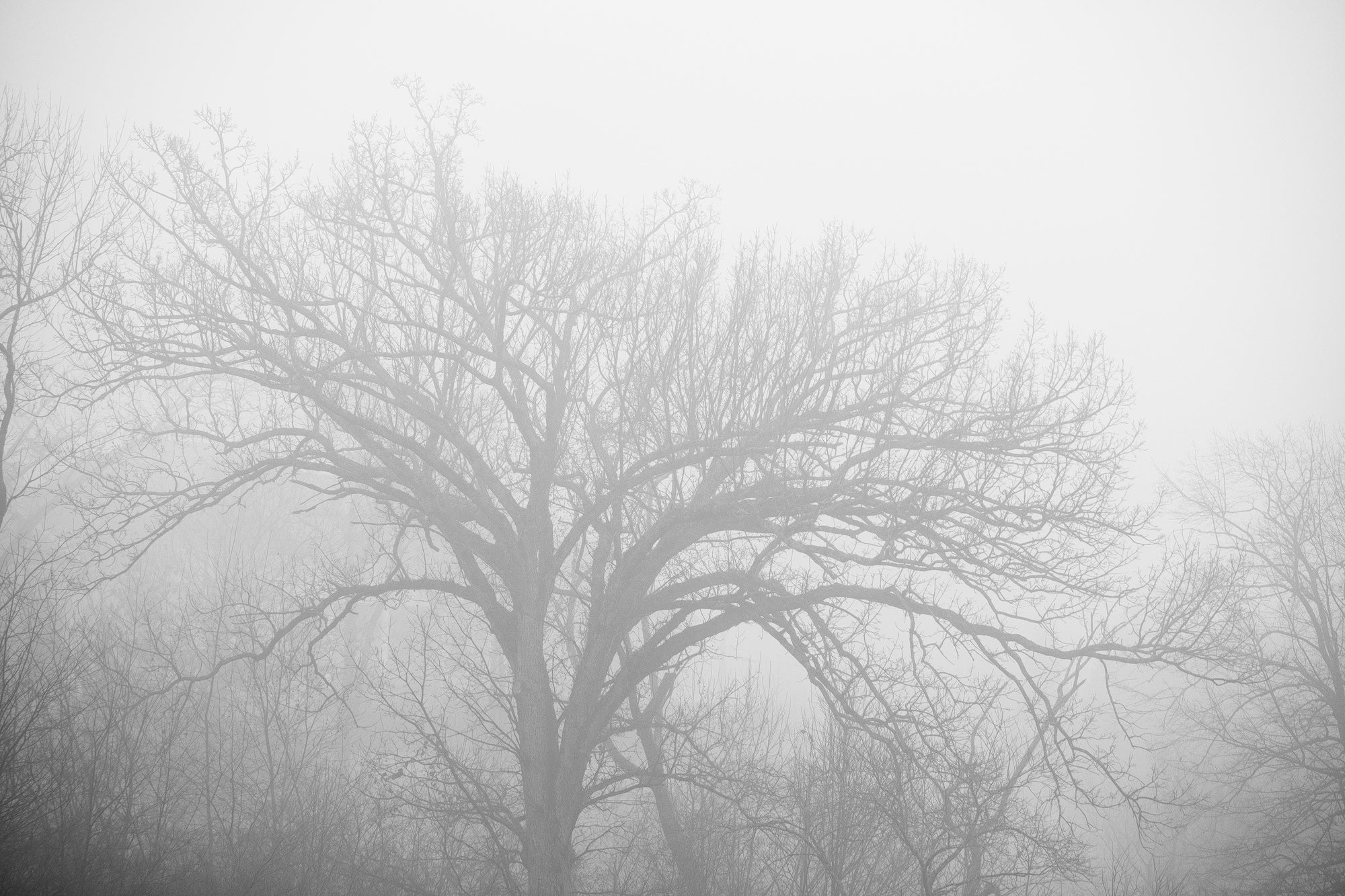 Foggy Morning Landscape - Black and White Landscape Photograph by Keith Dotson. Buy a print.