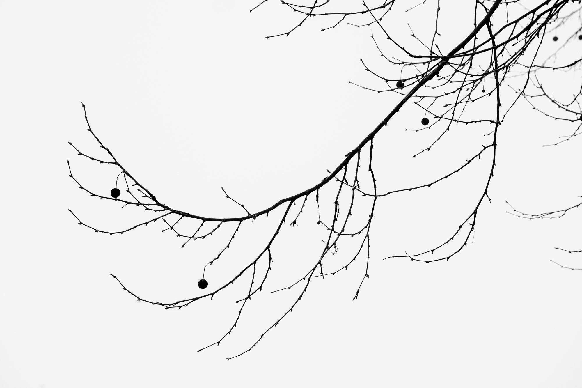 tree branch line drawing