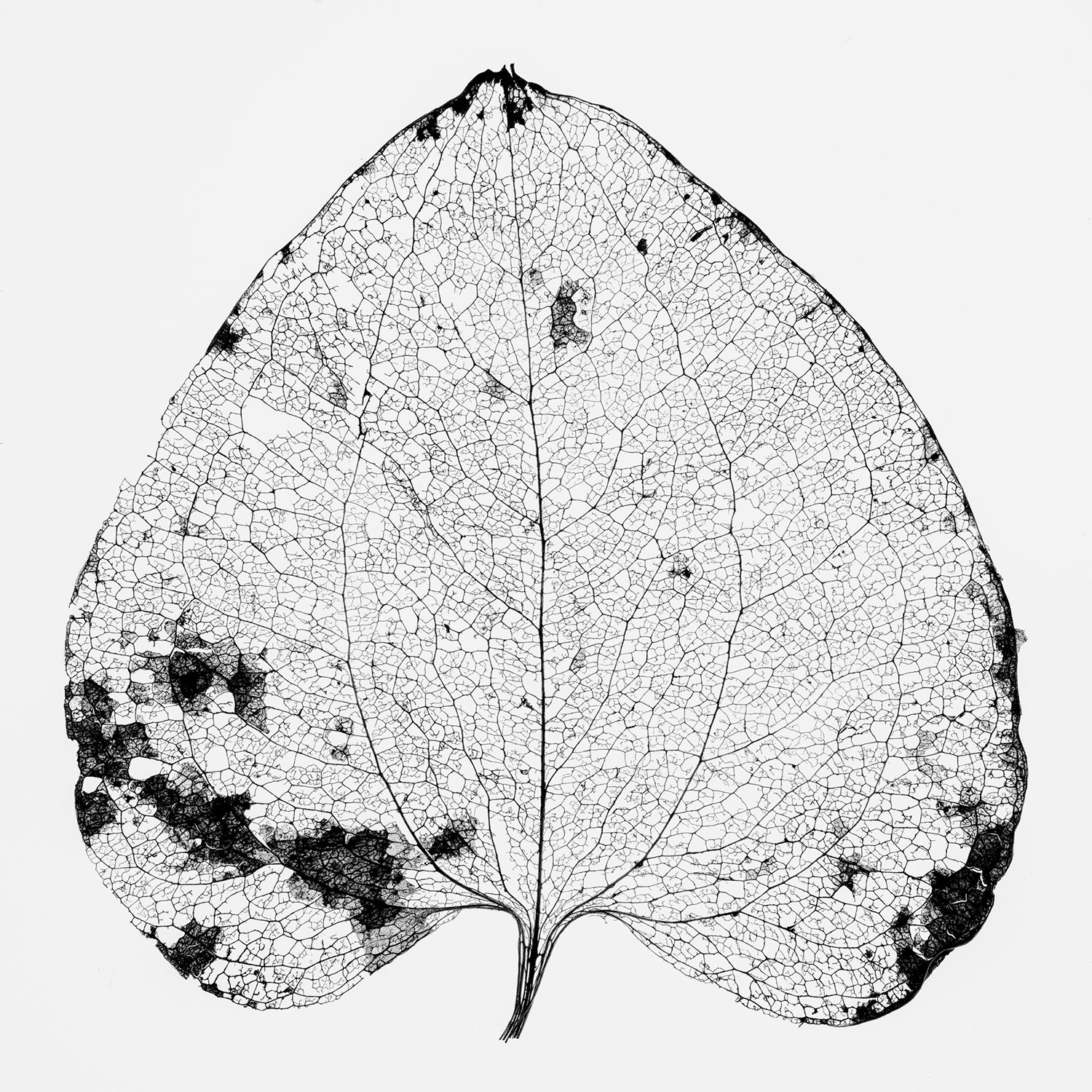 Leaf Skeleton - Black and White Photograph by Keith Dotson. Click to buy a fine art print