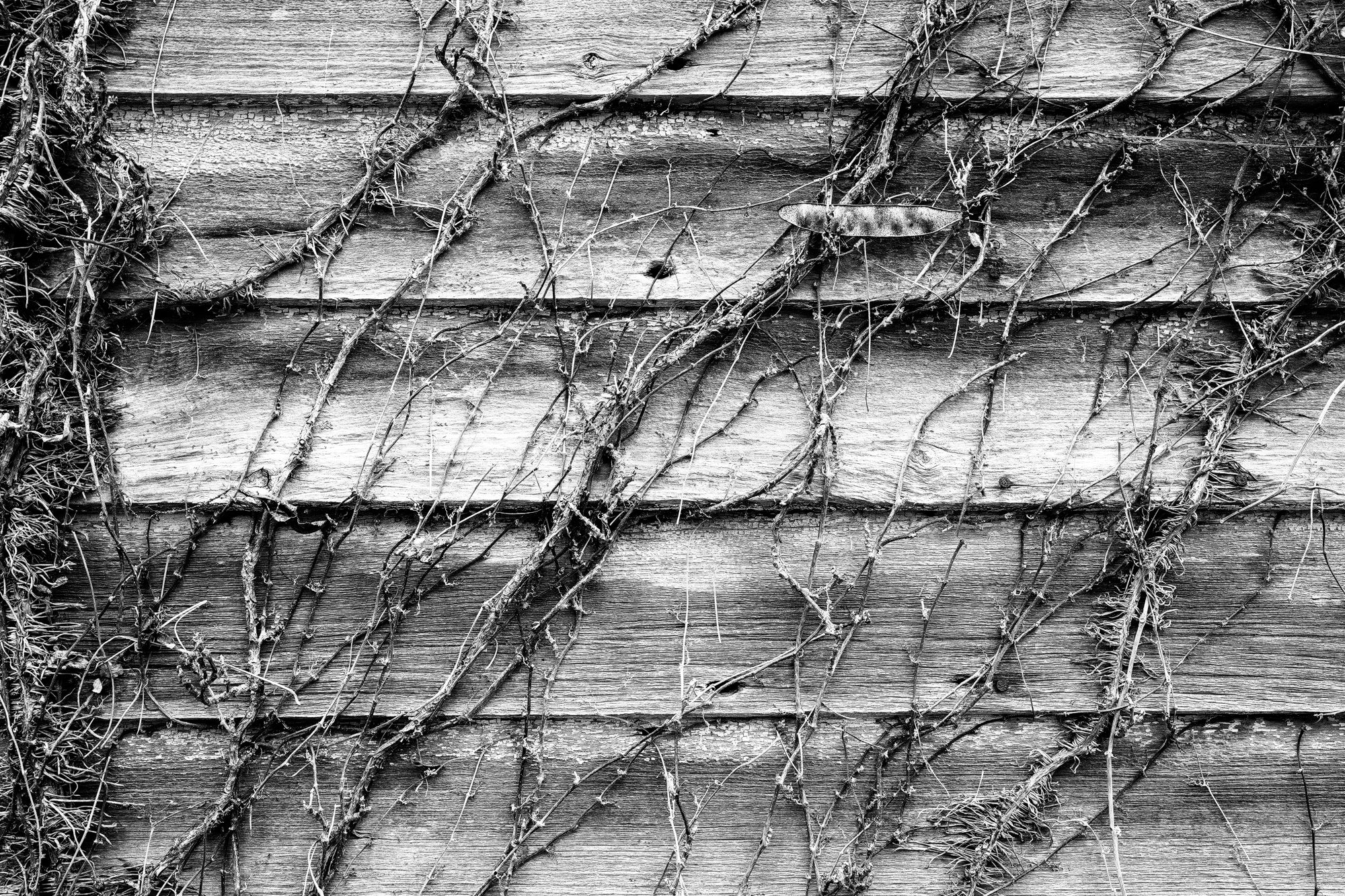 Rustic wooden clapboard siding and ivy vines on the side of an abandoned farmhouse