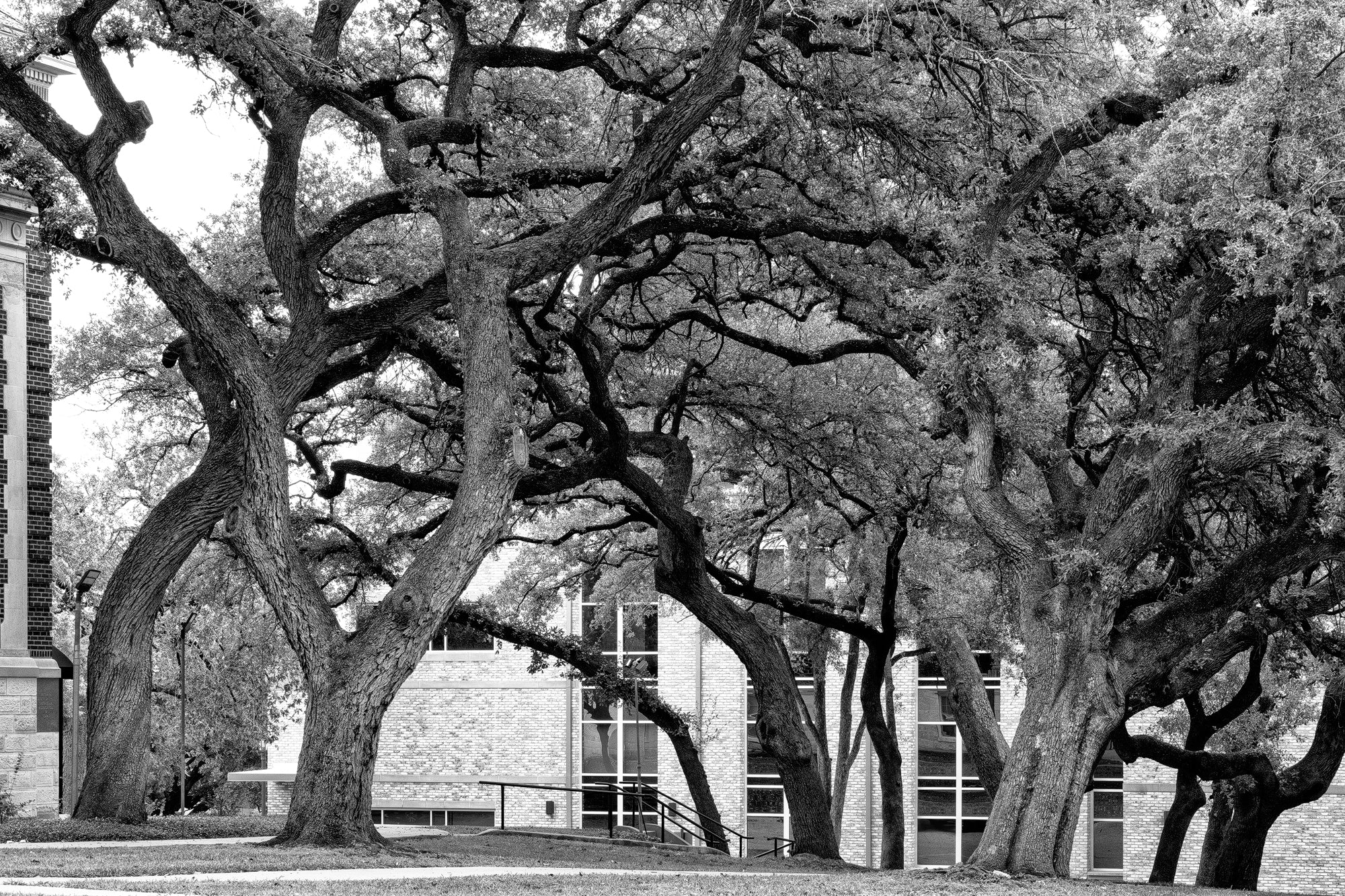 Big Trees on the Campus of UT Austin - Black and White Photograph by Keith Dotson. Click to buy a fine art print.