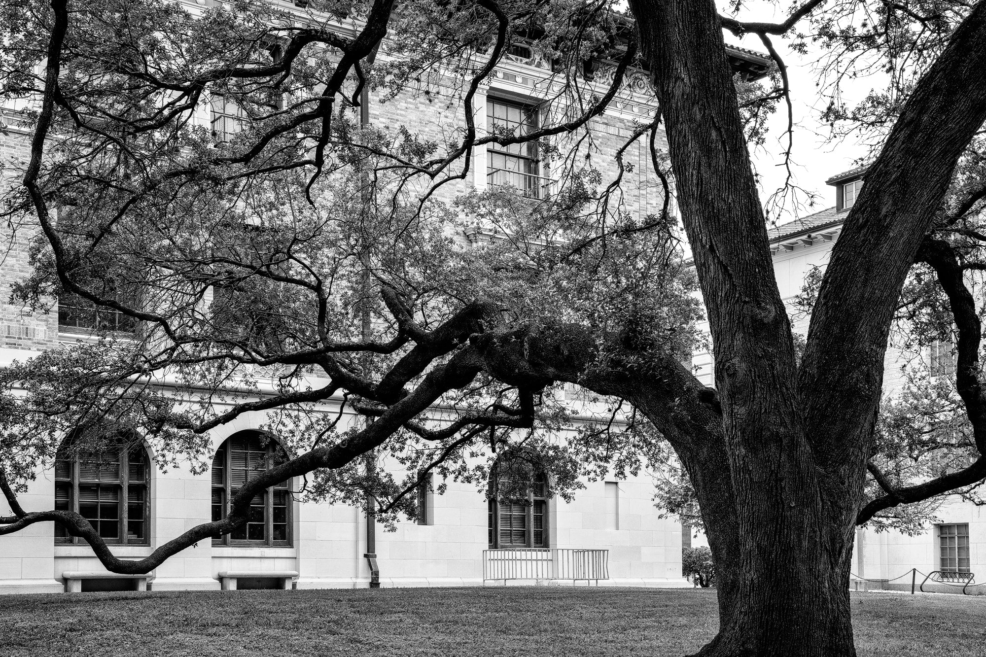 Magnificent Tree on the Campus of UT Austin - Black and White Photograph by Keith Dotson.