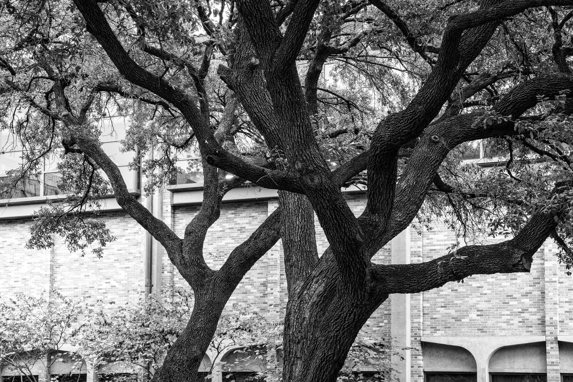 Three Trees on the Campus of UT Austin - Black and White Photograph by Keith Dotson. Buy a print here.