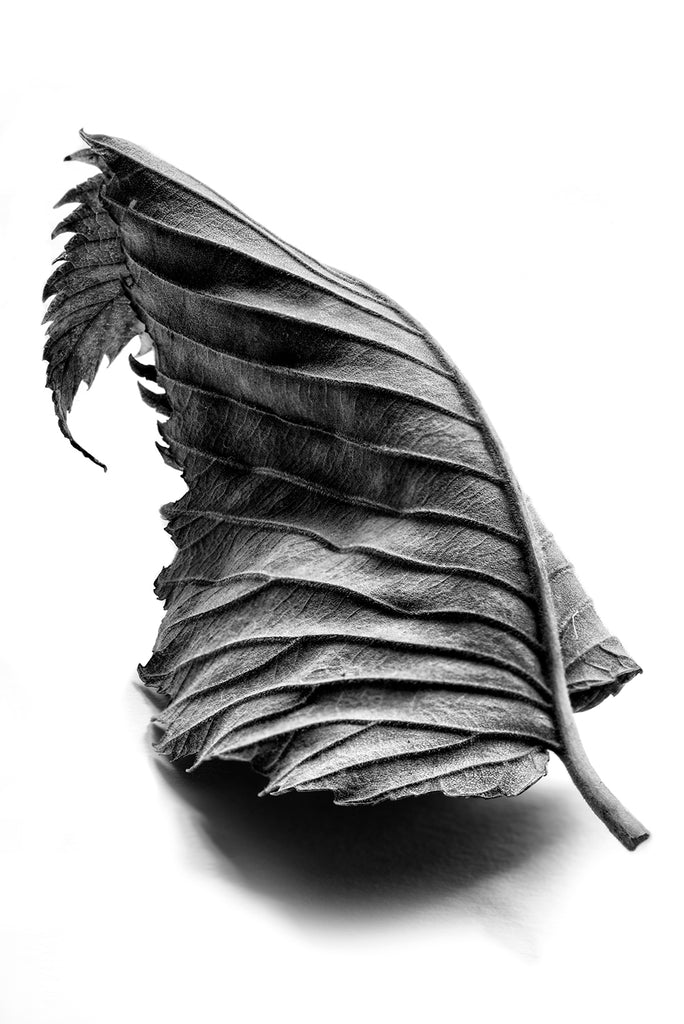 "Dramatic Curled Leaf," a black and white photograph by Keith Dotson will be featured on the cover of French author Anthony Passeron's book "Los Hijos Dormidos" published in Barcelona this autumn