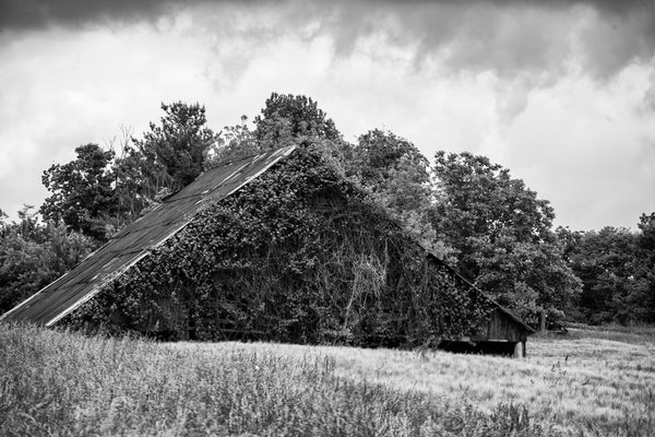 Ivy-Covered Barn, Adams, Tennessee (RQ0A5217)