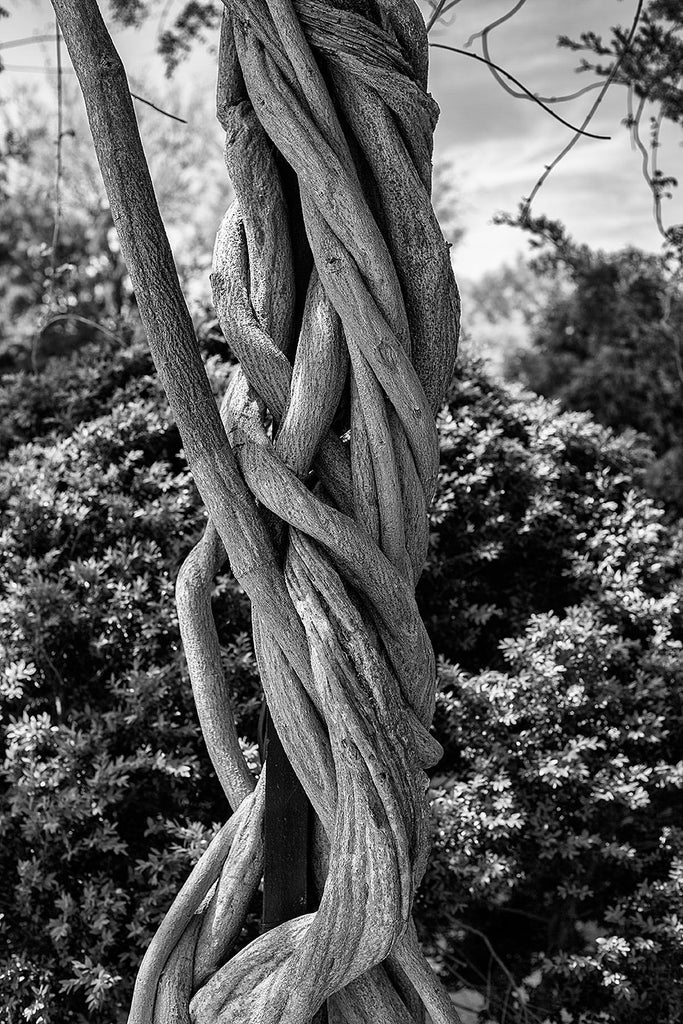 Column of Twisted Vines (A0002213) – Keith Dotson Photography