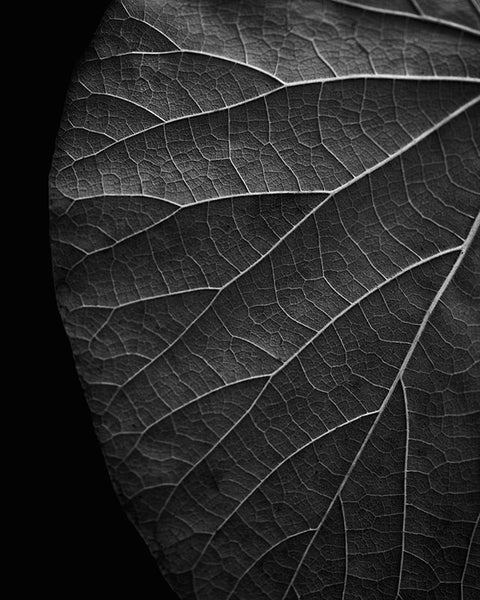 Dark Leaf - Black and White Photograph (A0021116) – Keith Dotson ...