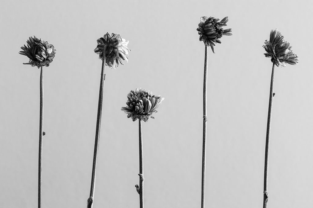 Five Dried Flower Blossoms - Black and White Photograph (A0031014A ...