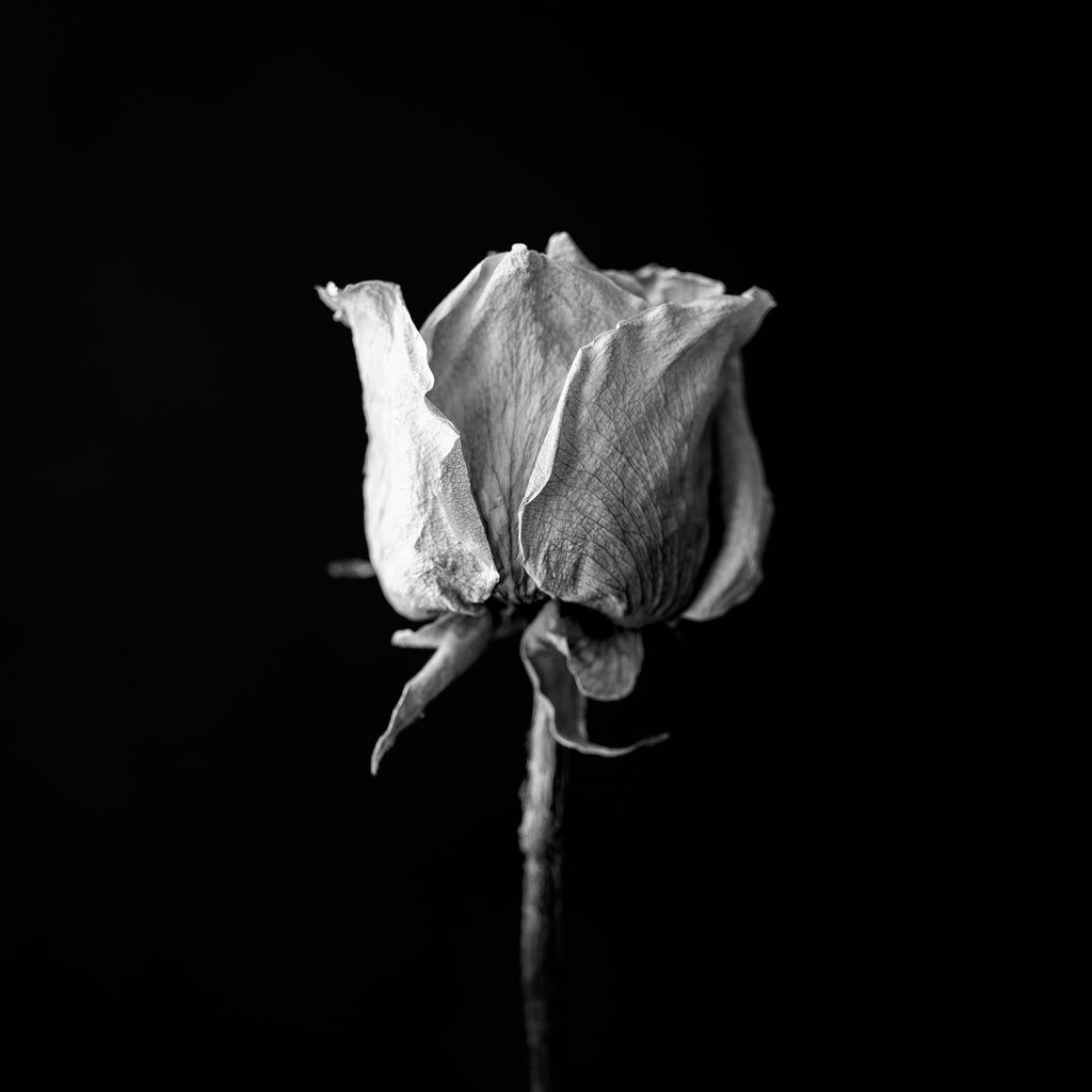 Old White Rose on Black Background - Black and White Photograph ...