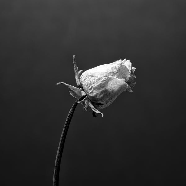 Black and white photographs of dead flowers – Keith Dotson Photography