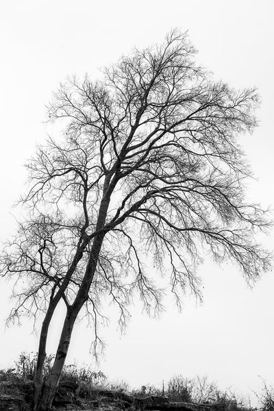 Trees and Branches – Keith Dotson Photography