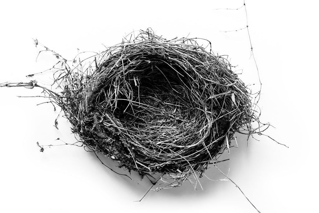 Black and White Photo of a Bird Nest on a White Background – Keith Dotson  Photography