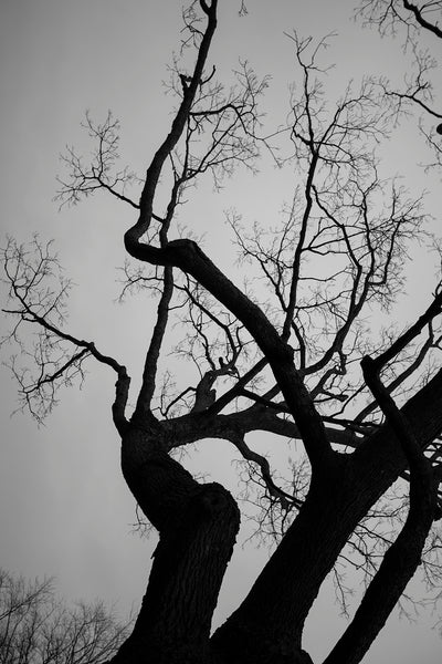 Tree Tops and Darkening Sky - Black and White Landscape Photograph ...