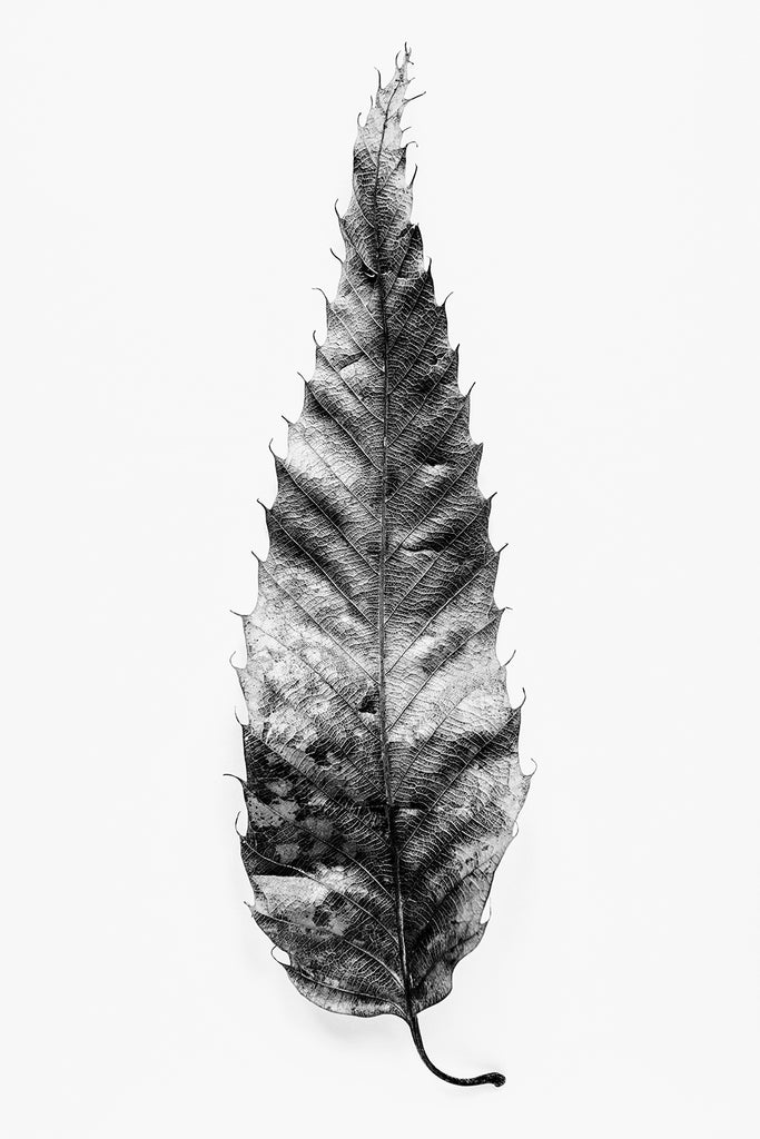 Leaf Texture Black And White Photograph Keith Dotson Photography