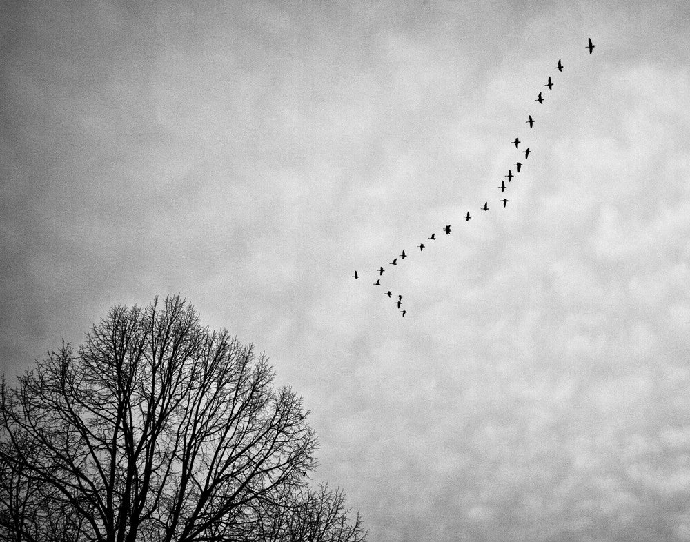 Black and white photograph of a formation of Canadian Geese flying across a gray winter sky