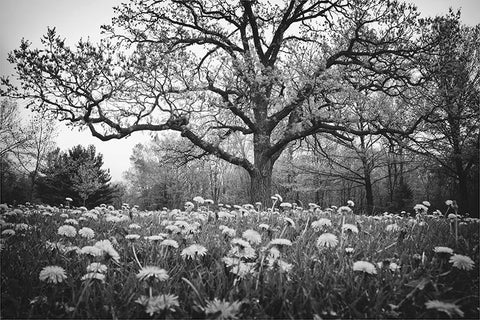 The Story Tree (IMG_3497), as seen on Grey’s Anatomy. Click the photo to buy a copy for yourself.