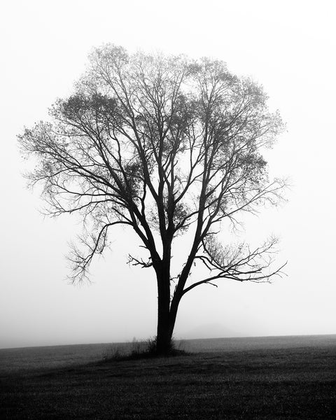 Single Tree in a Foggy Landscape - Black and White Landscape Photograph ...