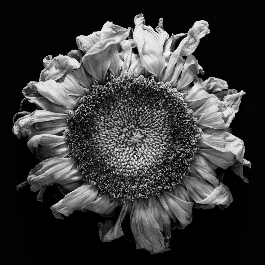 Withered Sunflower on Black Background - Black and White Photograph – Keith  Dotson Photography